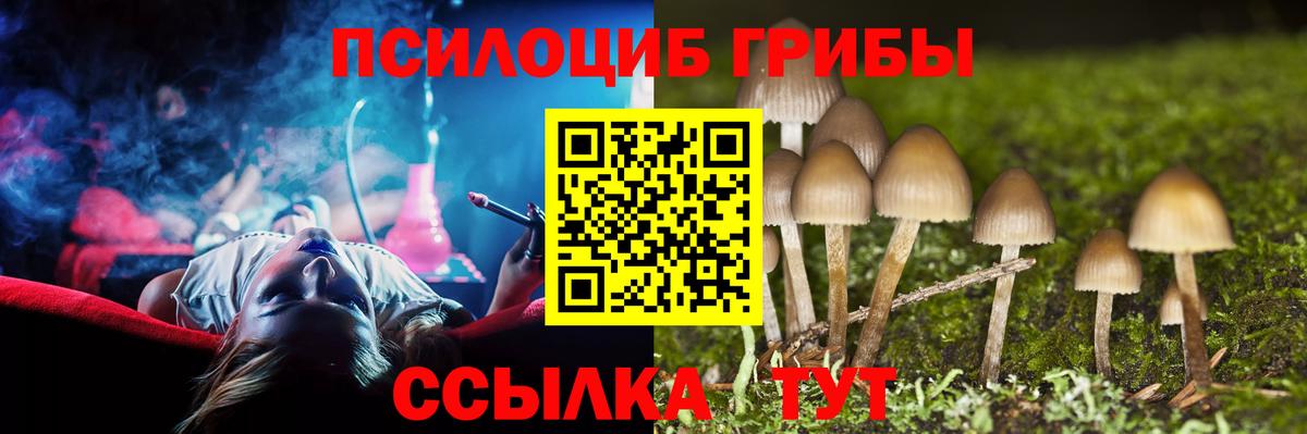 Кропоткин  Псилоцибиновые грибы Cubensis  Вход с VPN 
